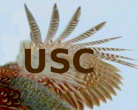 USC on the wing