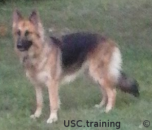 USC.training Working Service Dogs